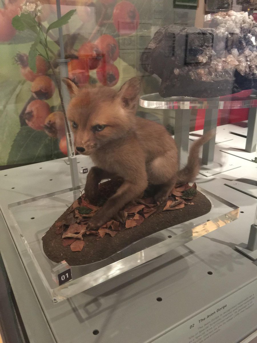 haleysharpe's tweet photo. #TaxidermyTuesday we spotted this tiny little fox @mshedbristol during the #natsca2015 conference http://t.co/FTlMxRzHDH