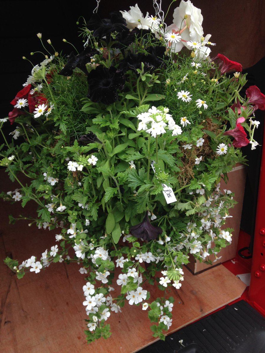 VCRomiley's tweet photo. @RomileyTraders : Our latest edition, from Mags at the excellent Compstall Garden Centre. Hope you like it... http://t.co/grovUZzhnA