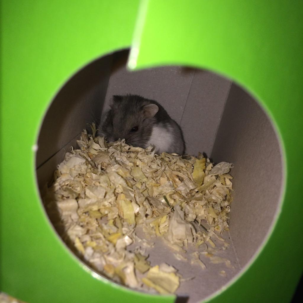 MistressMich's tweet photo. Squidge,too cute 😘 http://t.co/5mh3lii7KV