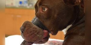 "@AmyRoseKathryn: Please sign. Prosecute Caitlyn's tormentor to the full extent of the law! http://t<a class="tags" target="_blank" title="On Twitter" href="/?out=eyJ0eXAiOiJKV1QiLCJhbGciOiJIUzUxMiJ9.eyJpYXQiOjE3MjE1OTIxNzQsImlzcyI6InR3cG9ybnN0YXJzLmNvbSIsIm5iZiI6MTcyMTU5MjE3NCwiZXhwIjoxNzUzMTI4MTc0LCJyZWRpcmVjdF91cmwiOiJodHRwczovL3R3aXR0ZXIuY29tL0FteVJvc2VLYXRocnluIn0.oDn5Uubd61zezEPQCyc6ZHBTlC_mejpWM8CaOQD0iveuLlJ6SKEhXNNSQ-n0E8gZSt6kxFCszD-QOlUnOsXs1Q">@AmyRoseKathryn</a><a href="/tag/pitbullweek"class="tags"><span>#pitbullweek</span></a>
