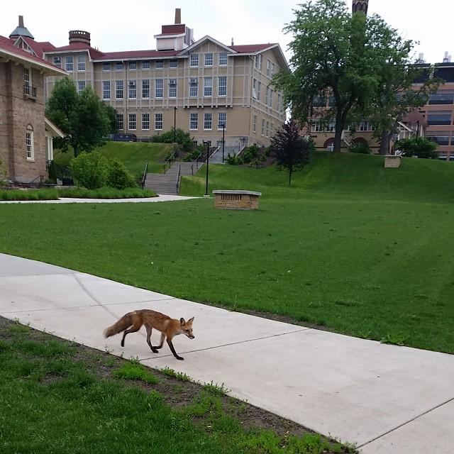 UWMadison's tweet image. While students are away, the #uwfoxes will play. (via goo.gl/b16YSy)