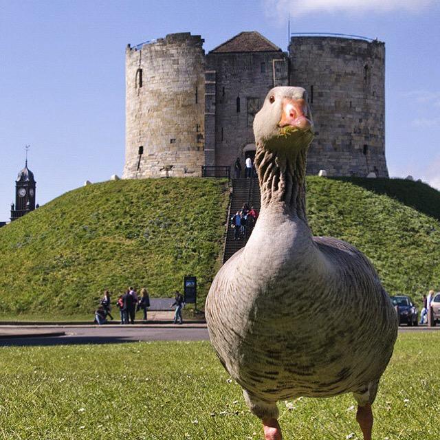 YorkPictures's tweet image. One of the famous guards protecting Clifford's Tower! Fantastic picture.