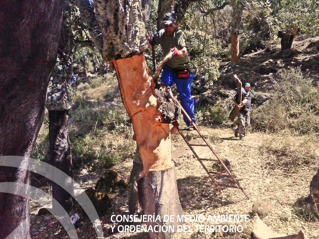 AAMM_And's tweet photo. En lugares como el #PNLosAlcornocales #Malaga #Cadiz ha comenzado la saca de corcho, el descorche de los alcornoques. http://t.co/xzk71mje0F