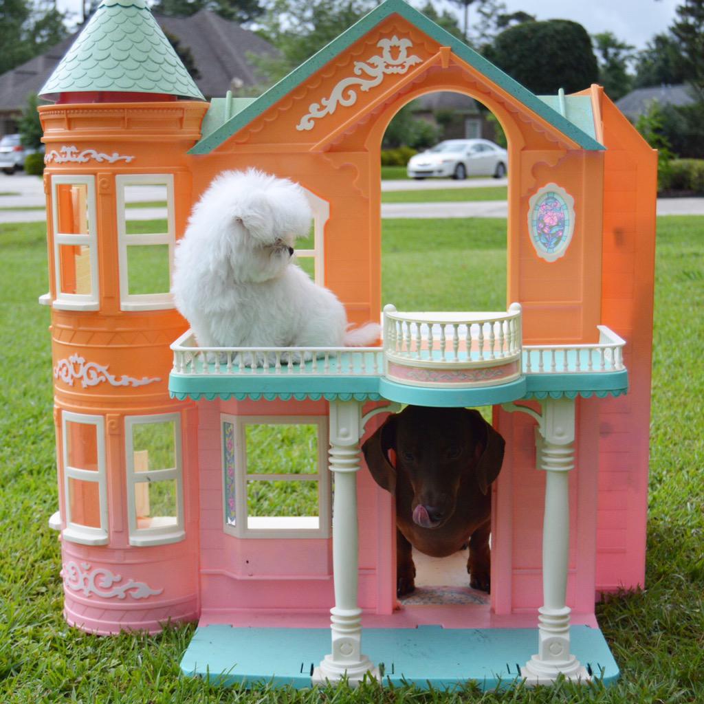 MontetheMaltese's tweet photo. Scrappy get out of my House! 😜🙈❤️👍 @scrappythedoxie #barbiedreamhouse #MonteHouse http://t.co/k9ybgb9gV8