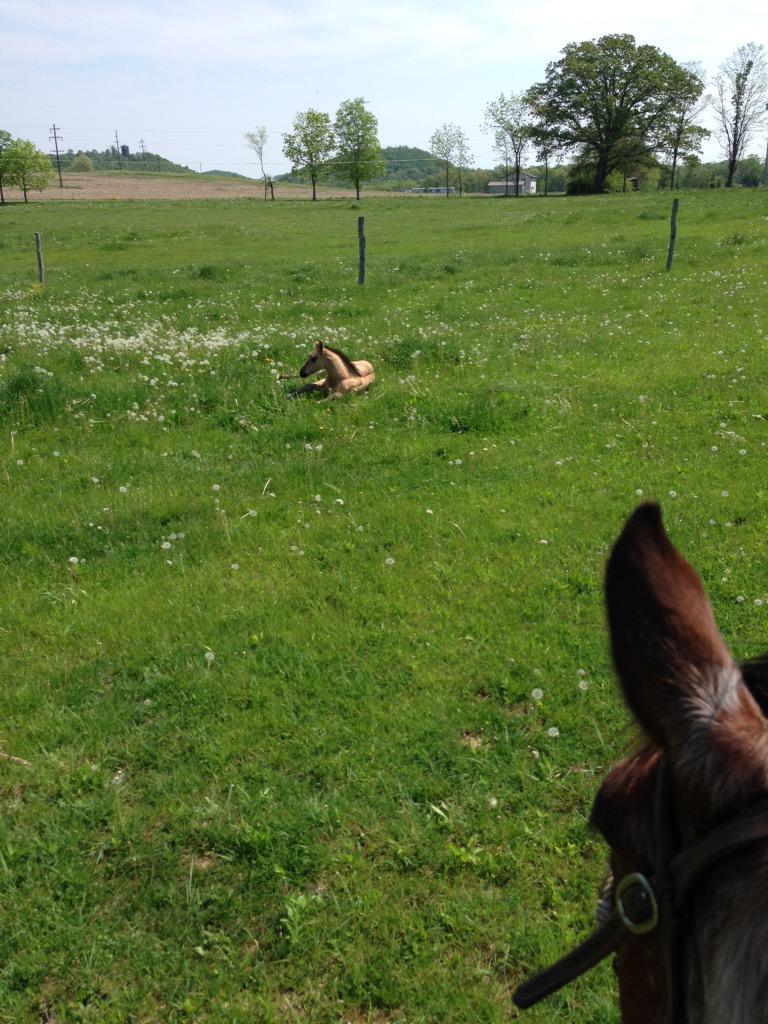 VanGundy Stables (@flybygeorge) on Twitter photo 