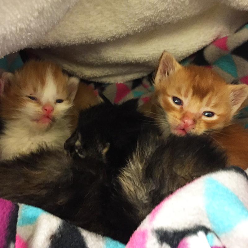 This litter of #kittens will go to <a href="/OregonHumane/">OregonHumaneSociety</a> today. bit.ly/1JnhLjG #cats #pdx #portland #DoveLewis