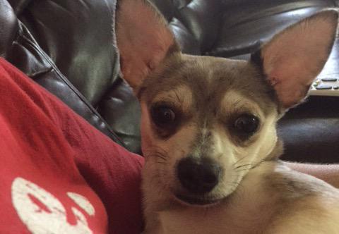 GamerBoy3035's tweet photo. #chillingwithmypup http://t.co/qtFfCKx2TB