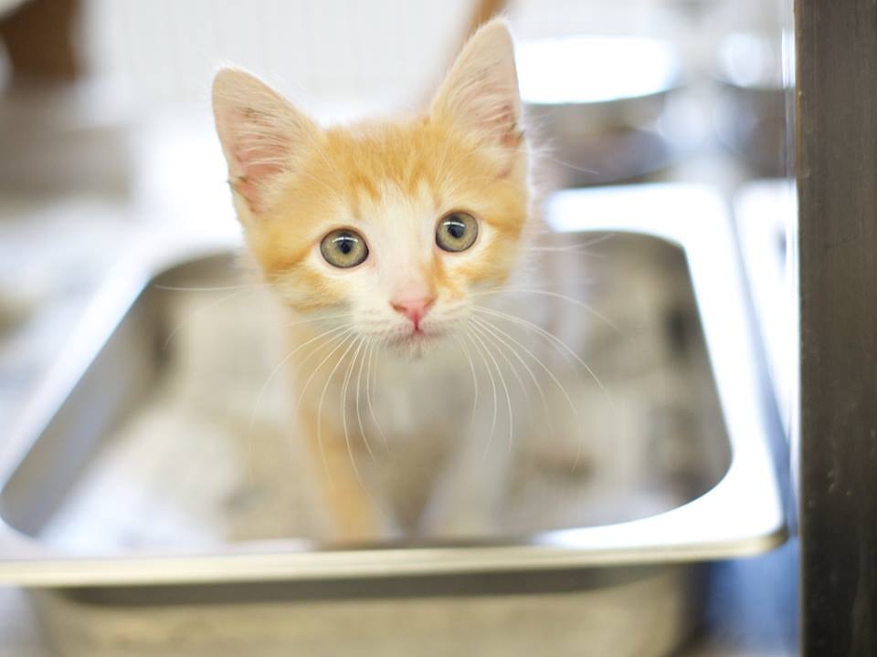 FriendsofNCSLA's tweet image. Meet Suzzie! The cutest little redhead kitten you ever did see! Available for adoption! on.fb.me/1RHDeqy