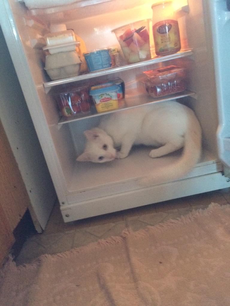 IAmDragonChild's tweet image. #O2HappyCat is having a great time chilling in the fridge!! Thinks he's allowed to do anything now. @O2