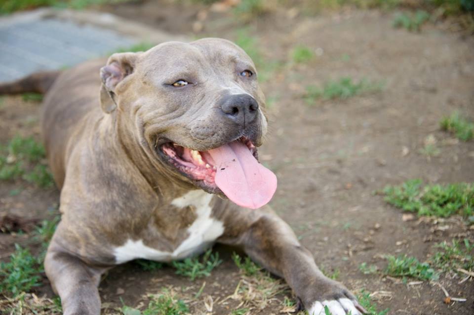 FriendsofNCSLA's tweet image. Leguna is a good girl, and great in our playgroups. Lots of love to give. #adopt today! on.fb.me/1GWHkI0