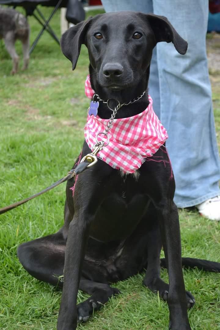 guaadopciones's tweet photo. Vean a Maya, esta hermosa y busca un hogar,  te animas a adoptarla. http://t.co/1GOBYFMO5n
