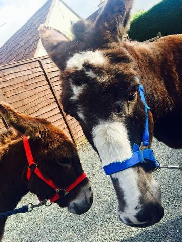 Look at our lovely village donkeys enjoying the Strode #bbq love Precious and Kudos <a href="/DonkeySanctuary/">The Donkey Sanctuary</a> @TheWesternGaz