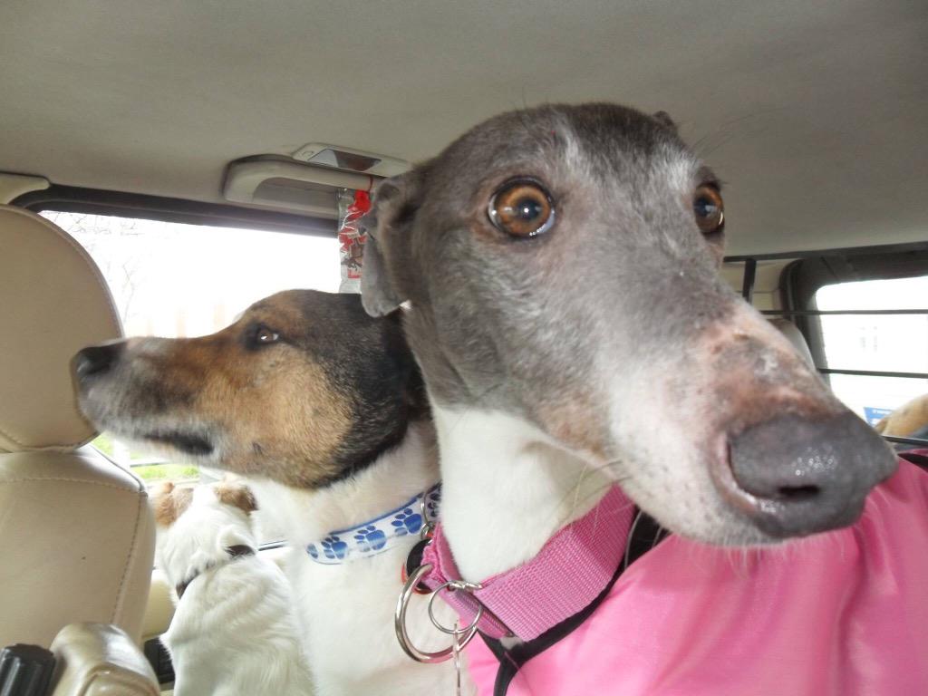 NWDogRescue's tweet image. You helped change her world Furever - can you do it for Lulu too? #Love4Lulu ❤️