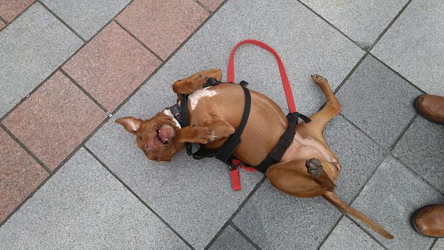 G4Preview's tweet image. We love our #4LeggedFriends! Thank you @SocialSienna for visiting the #G4Preview truck.