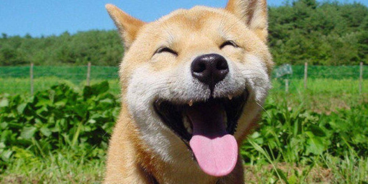 leighobryan's tweet photo. Congrats to @MarcSteinorth on #AB976 passing out of the #California State Assembly (55-9)! #adopt http://t.co/d2WtMm8td2