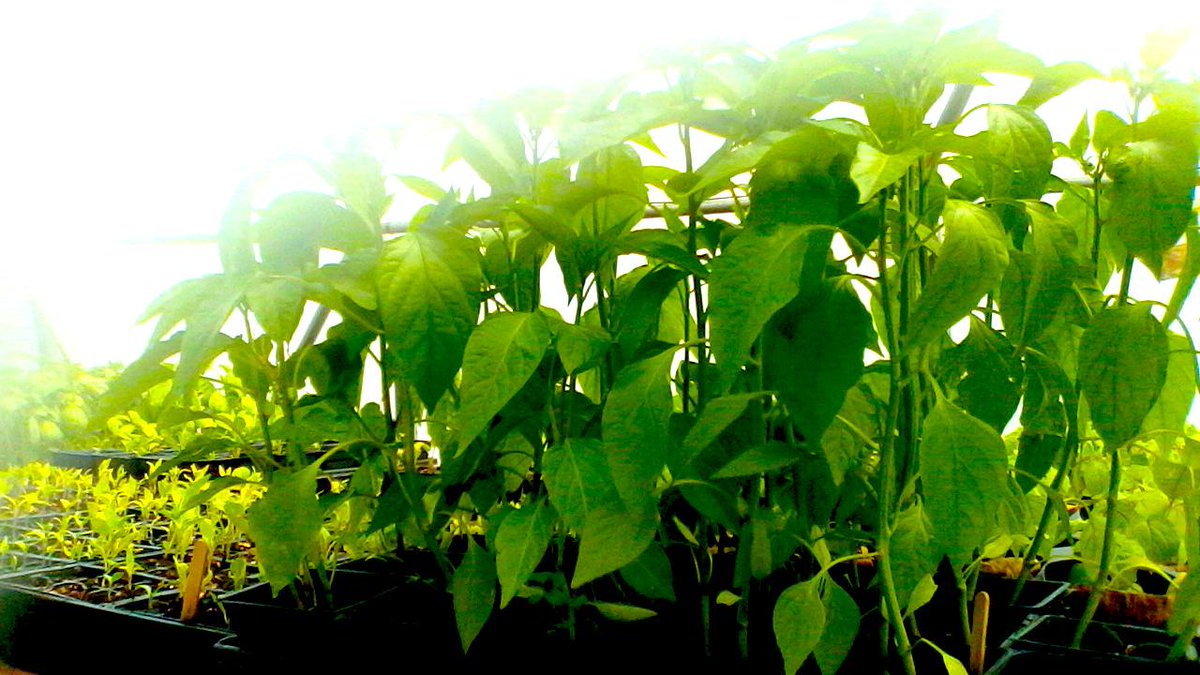 blackfarmersto's tweet photo. Hello World! We are so excited to start our twitter account :) Follow us on Facebook and Instagram as well! http://t.co/ZSRno3SnLk