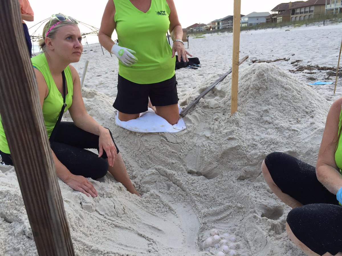Turtle_watcher's tweet image. #Seaturtle nest #14 for Alabama last night  Laid on wrack line - 121 eggs relocated