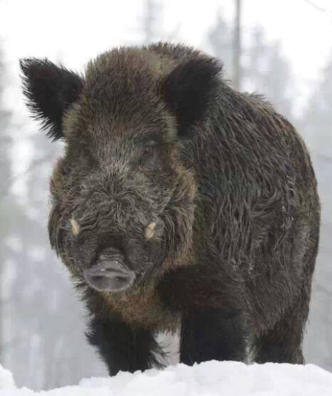 El Rey de la noche y el objetivo de todo cazador . Buenas noches compañeros #Soycazador  a soñar con nuestro Objetivo