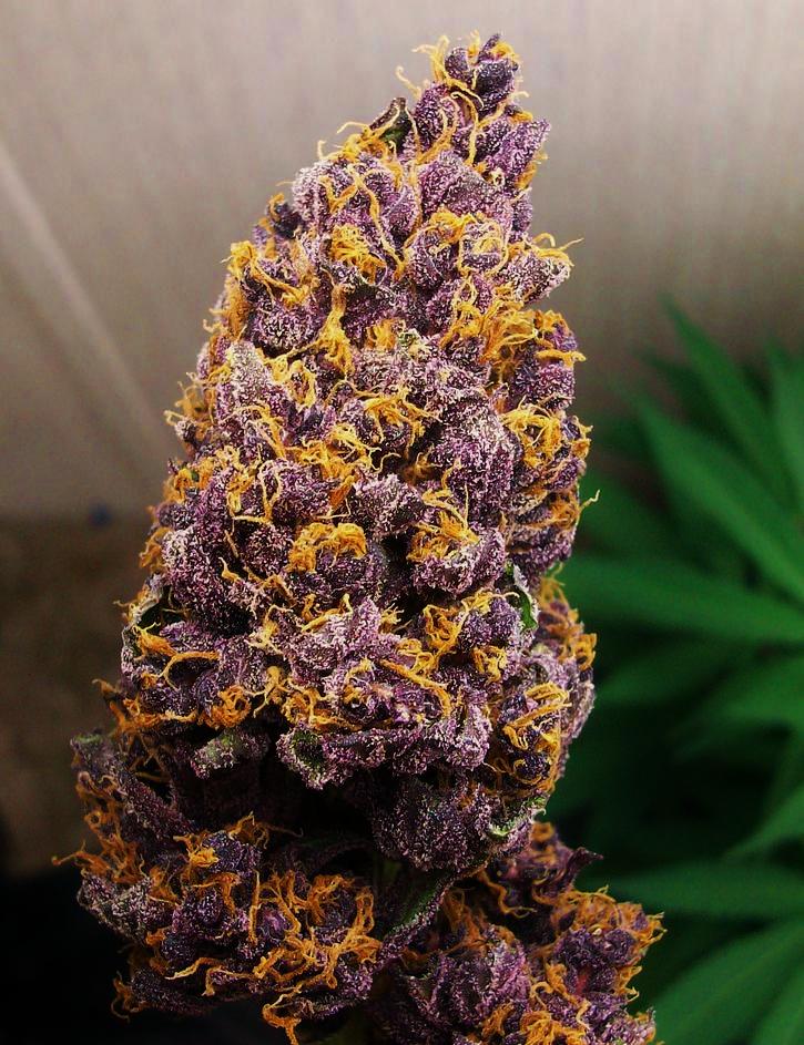 Retweet this incredible purple dank. Rare to see color like this!