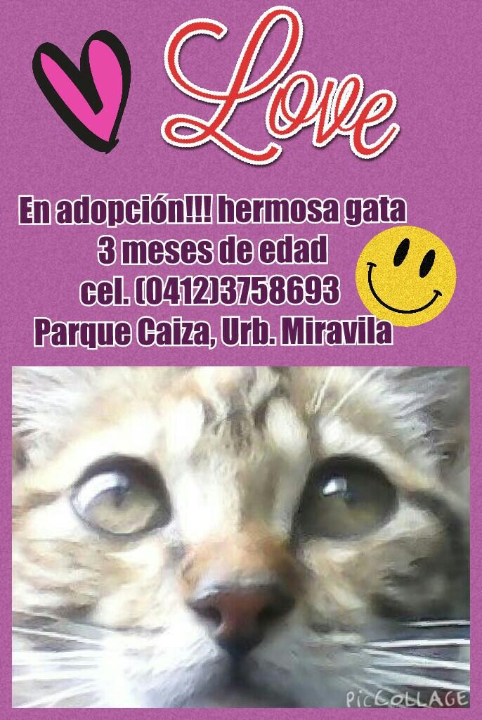 MG_HOGARES's tweet photo. En adopción hermosa gata 3 meses ❤ cel 04123758693 Parque Caiza Urb Miravila @ProteccionCcs @esmecha06 @info_Ve http://t.co/IHTmgrYrp5