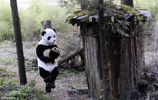 ChiIIVlbes's tweet photo. if u havent smiled today look at these photos of wild life workers dressing up as pandas 2 make baby pandas feel safe http://t.co/cEq8zVjVLn
