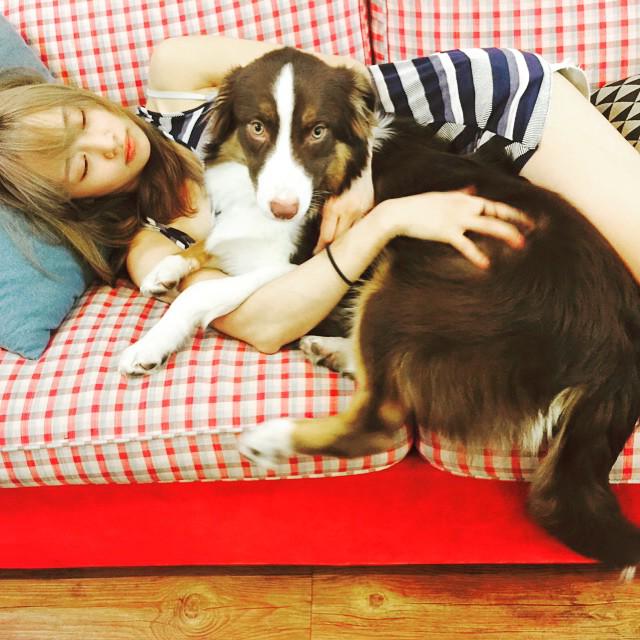 _Nicole_TA's tweet photo. [150603] #njMelly #aussielove #australianshepherd #australianshepherdsofinstagram #redaussie #redtri #aussiepup http://t.co/XrOGeX6Sow