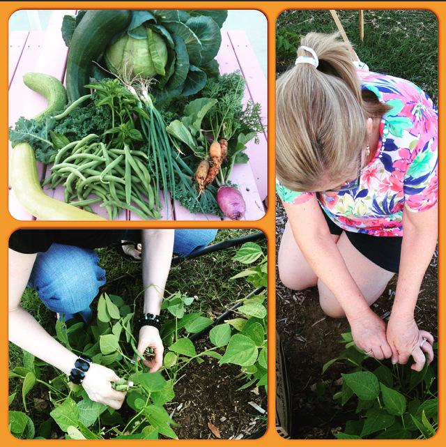 fbcsgarden's tweet photo. Harvest! #communitygarden #gardening #organicvegetables #organicgarden #foodsource #garden #urbangarden #freshbasil http://t.co/LIsrizn8xa