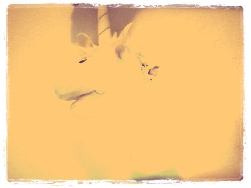 yolasubnormal's tweet photo. un unicornio y nada mas... 
:D http://t.co/93LOTfOL4O