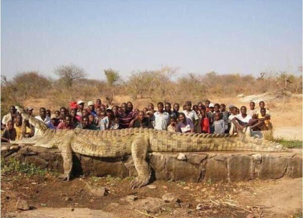 CauseWereGuys's tweet photo. A 31 foot crocodile was caught yesterday http://t.co/YlzybJfTdC