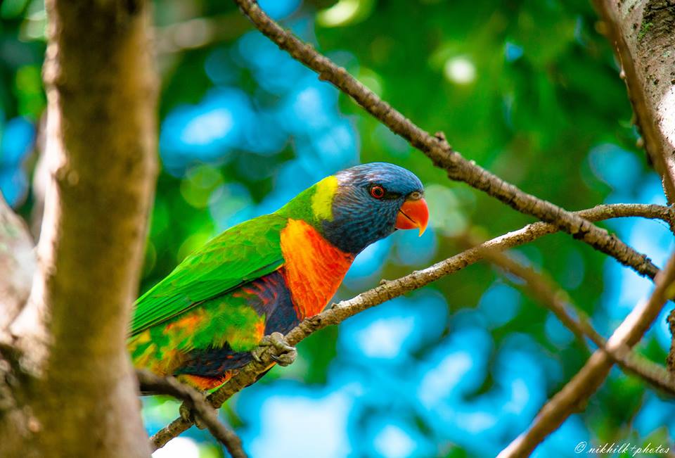 Griffith_Intl's tweet image. Australia is a great place to practise your photography. Check out Nikhil's tips #ExploreBlog bit.ly/1JlnqH0