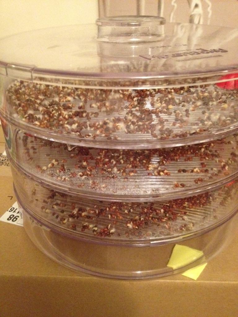 MarekMazza69's tweet photo. @bioSnacky home Germinator! http://t.co/NczT6rexcN