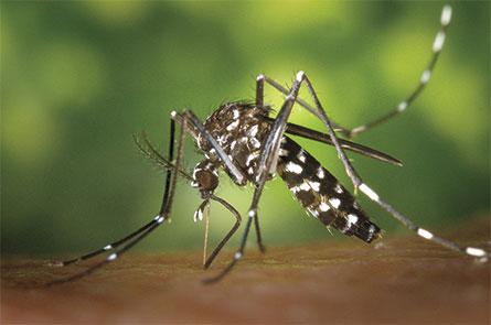 ScienceNews's tweet photo. The chikungunya virus could be coming to a mosquito near you: http://t.co/8AjjCc6Gja http://t.co/bJg2MGhblS