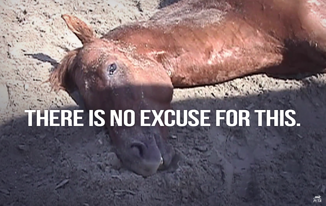Over 1,000 horses DIED on US racetracks in 2014. peta.vg/racing

Don't bet on #HorseRacing! #BelmontStakes