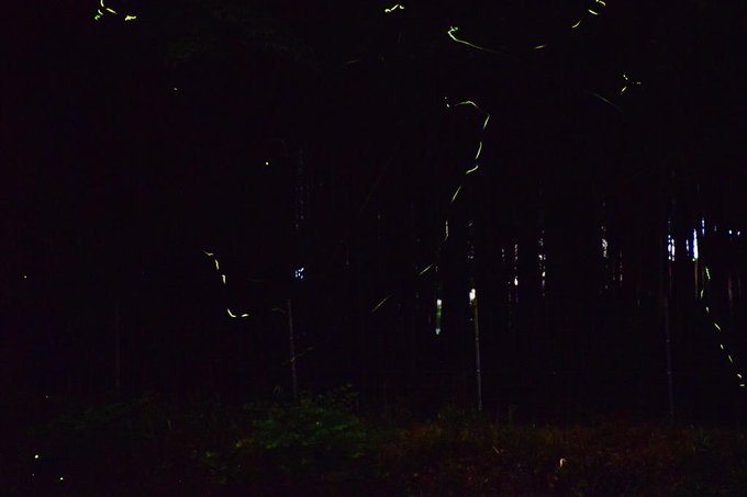 ホタルのtwitterイラスト検索結果 古い順