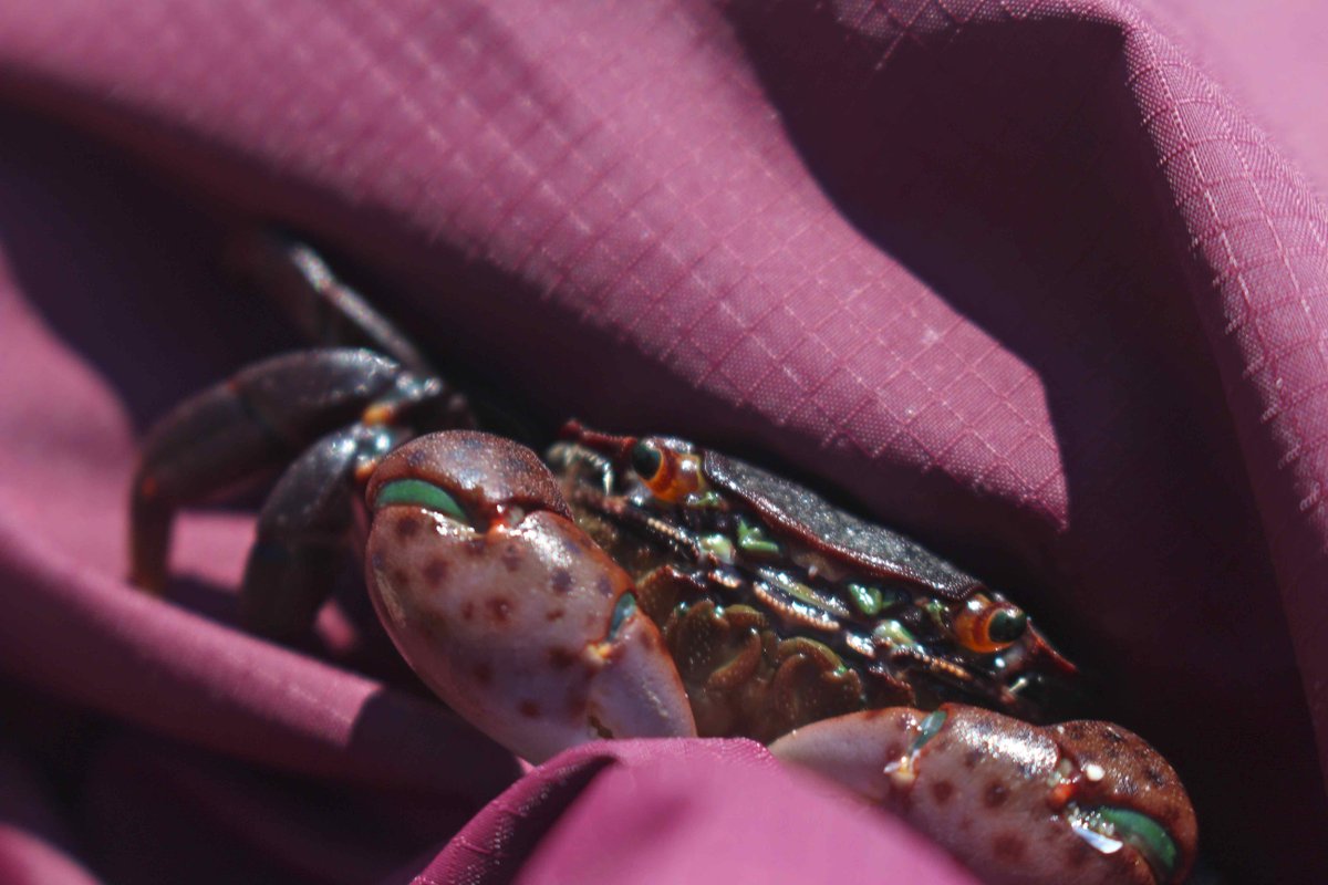 lady_mcbeth_'s tweet image. It&apos;s raining here at #BamfieldMSC Are feeling crabby? Off to the shore again tomorrow for some fieldwork! #MBE2015