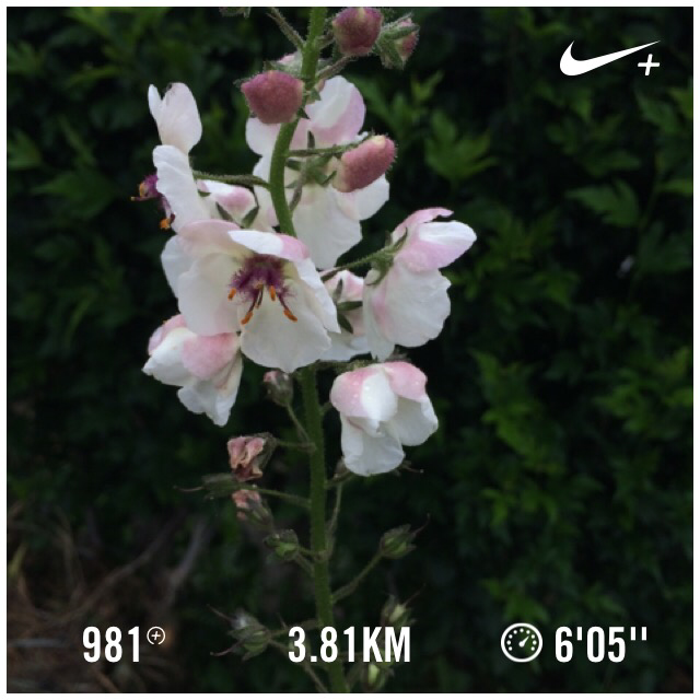 chako0301's tweet photo. 雨強くなってきた Nike+を使用して3.81 kmのランを終了しました。 http://t.co/ugVsoh4Dr9 #nikeplus http://t.co/9WjEi9Ftl3