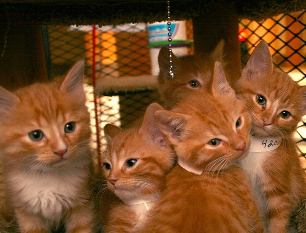BuzzFeed's tweet photo. This office’s “cat library” lets workers borrow a kitten for their workday http://t.co/oUzbsTshYU http://t.co/r96cY1Txke