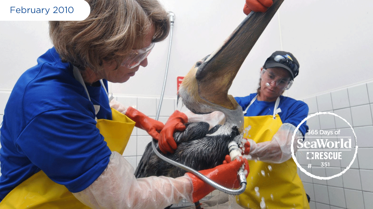SeaWorldRescue's tweet photo. #SeaWorld works to clean this rescued pelican’s feathers so it can be returned to the wild! #365DaysOfRescue http://t.co/Czi7p1QO7P
