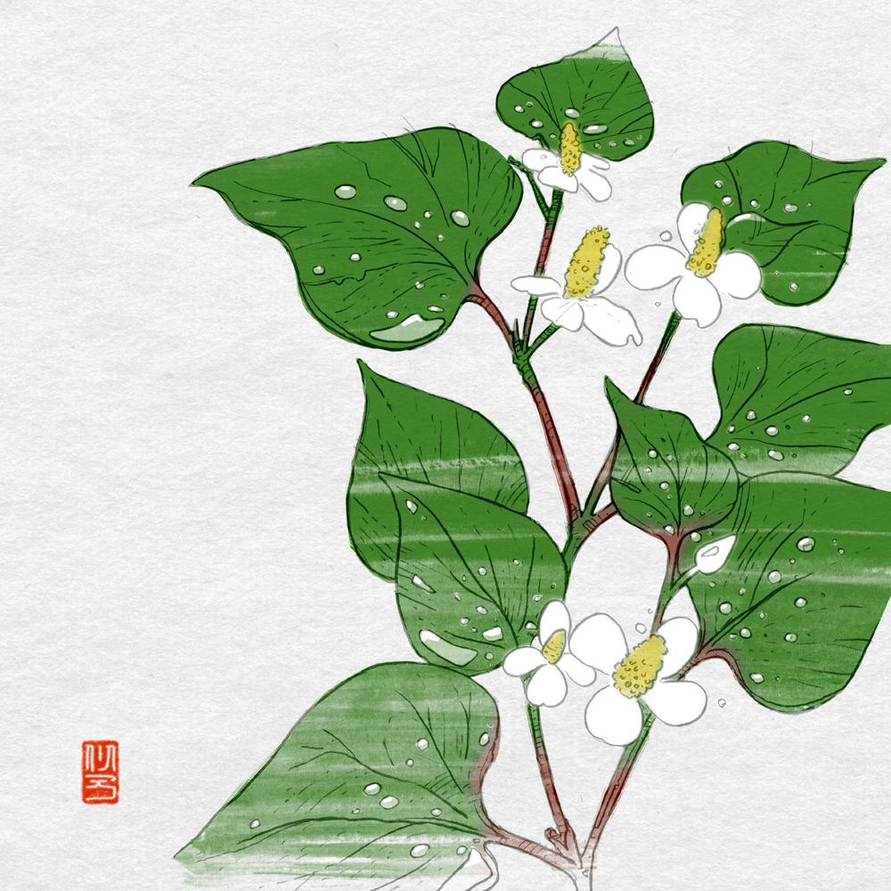 奥平イラ 本日の日常のスケッチは 雨とドクダミ というお話 Http T Co C8alzr7j Http T Co Pfv3b1tcy1