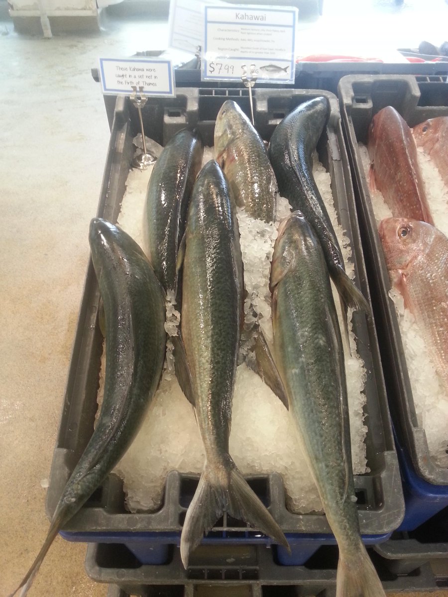 These Kahawai were caught in a set net in the Firth of Thames!