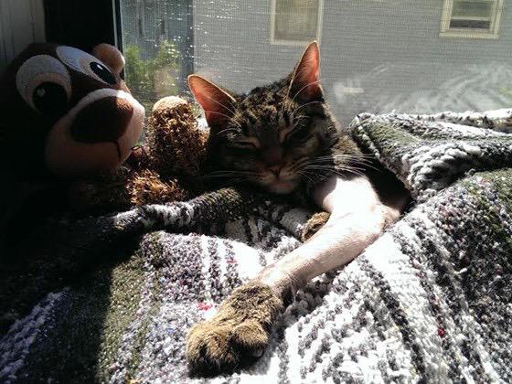 sageofthunder's tweet image. @felinerescueinc Sweet Will is a #SpecNeeds kitty who was pulled by FRSI &amp;amp; have done a great job. Plz help fund rehab