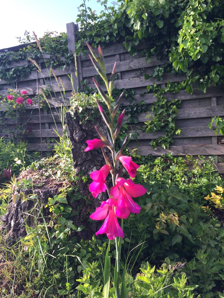 Flowers in my garden. Anyone know what they are? #30DaysWild