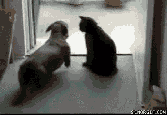 可愛い犬のgif動画 Dogs Gif Twitter