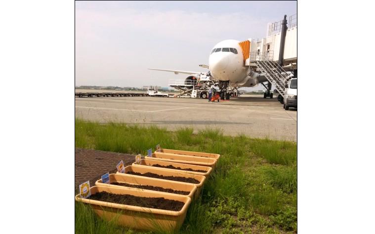تويتر Ana旅のつぶやき 公式 على تويتر ひまわり成長記録 種まきから3日目 今年もひまわりの種を蒔きました 松山 福岡 中部国際空港にて 大切に育てます みなさま あたたかく見守ってください 松山空港 Anaひまわり15 Http T Co Lxgrfdtng8 تويتر Ana旅のつぶやき 公式 على تويتر ひまわり成長記録 種まきから3日目 今年もひまわりの種を蒔きました 松山 福岡 中部国際空港にて 大切に育てます みなさま あたたかく見守ってください 松山空港 Anaひまわり15 Http T Co Lxgrfdtng8