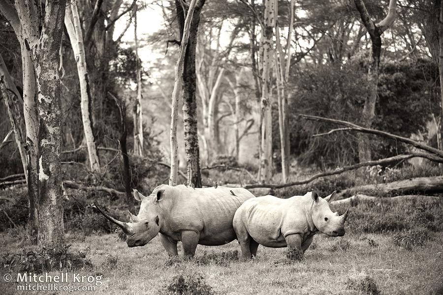 environmentsa's tweet photo. Rhino Poaching Timeline Statistics South ... http://t.co/yFB9iJdkRq #environment #environmental #environmentalnews http://t.co/PuLh9HEk26