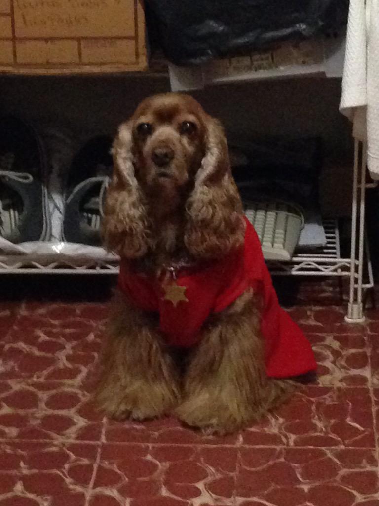 aldoroblesT's tweet photo. Se llama Greta y es la adoración de mi jefa #ALMOPERRITO http://t.co/JOdLVhAAq8