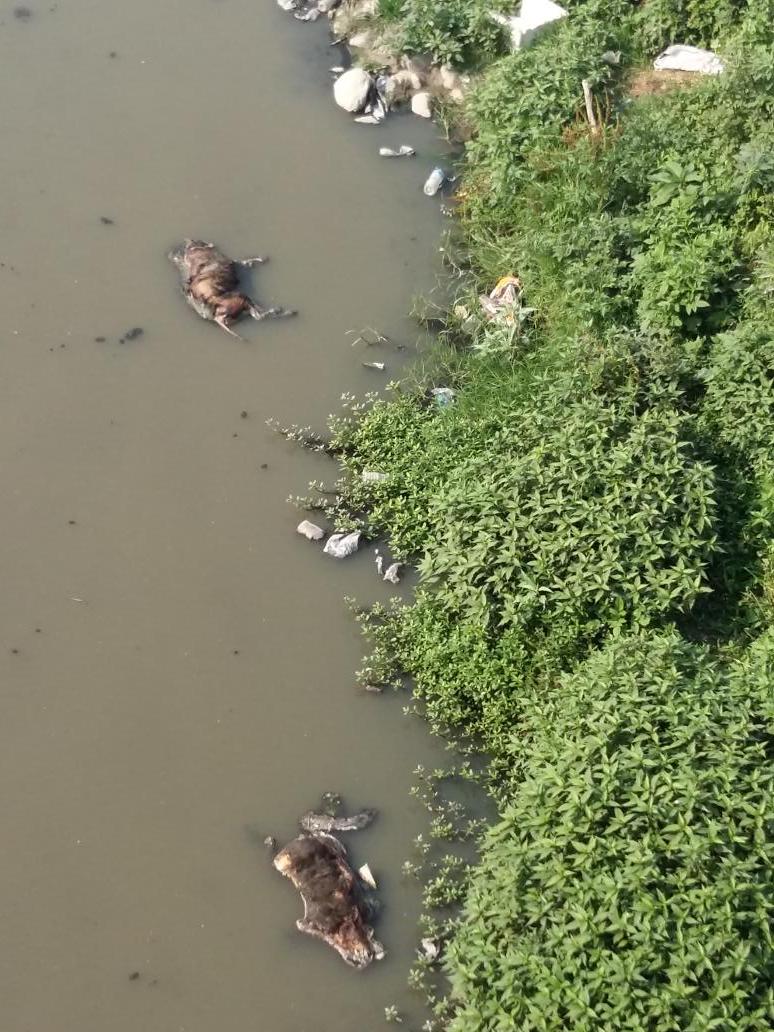 MedicalGuideind's tweet photo. These deadbodies can spread diseases in #Nepal plz educate ppl about ths
cc @NepalPoliceHQ @SushilKoiralaNC @EONIndia http://t.co/UMZI8yAdXJ