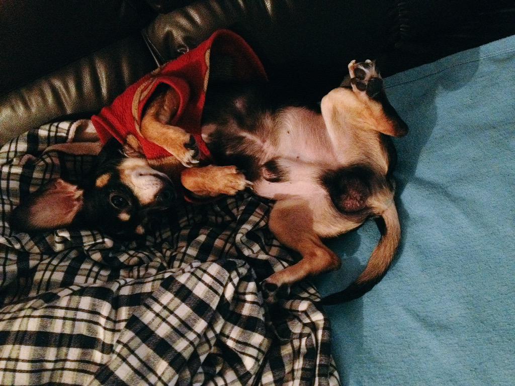 Raqeliita999's tweet photo. @almohadazo un saludo para el copetes! #AlmoPerrito http://t.co/y6FNcXa6iL