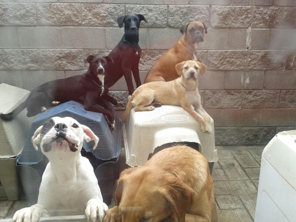 guaadopciones's tweet photo. #almoperrito @almohadazo http://t.co/uE8YBvnt0l