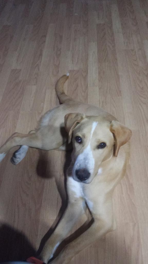 joanVenturafree's tweet image. Bon dia a tothoooooooooooooooom!!!  #greenTable @Quarenteen @Met_Follet #BackAgain #CrackDog @krmeta12 #